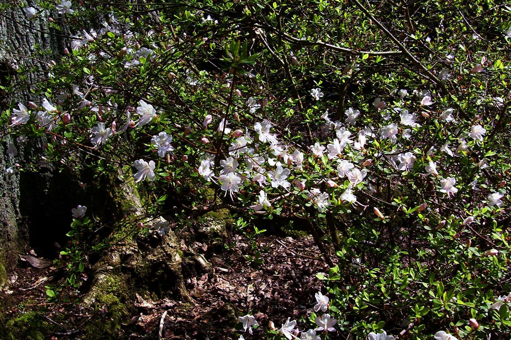 Plancia ëd Rhododendron serpyllifolium (A. Gray) Miq.