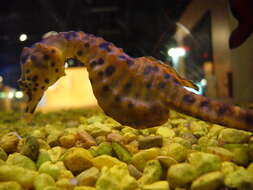 Image of Big-belly Seahorse