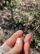 Plancia ëd Eragrostis refracta (Muhl.) Scribn.