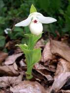 Image of Yellow Cypripedium