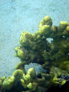 Image of Hit and Run Blenny