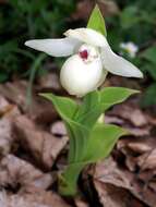 Image of Yellow Cypripedium