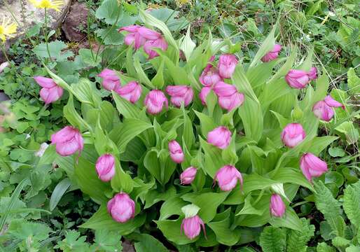 Image of Large-flowered Cypripedium