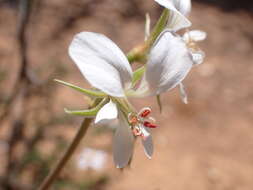 Image of Pelargonium worcesterae Knuth