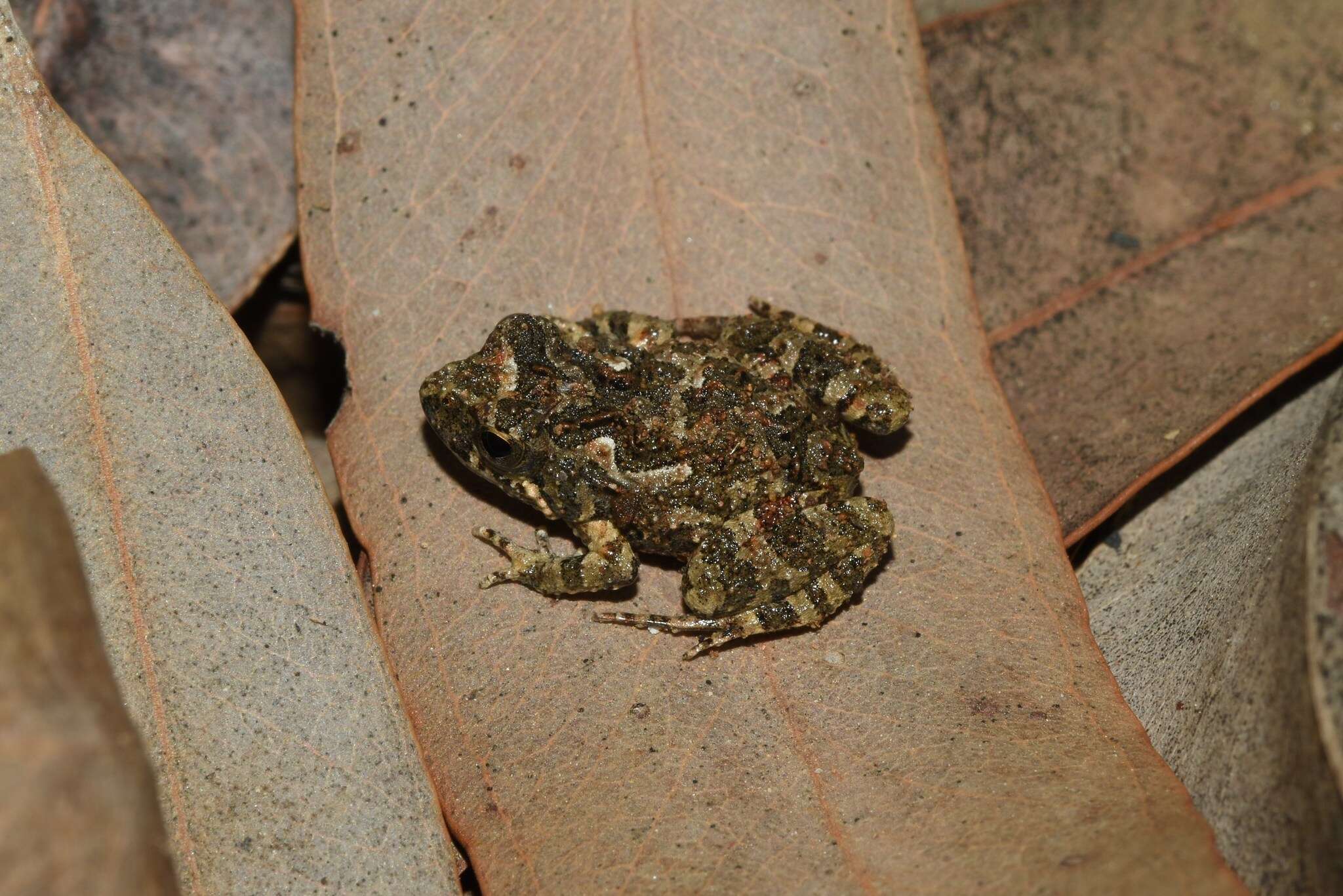 صورة Crinia pseudinsignifera Main 1957