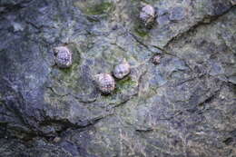 Image of eroded periwinkle