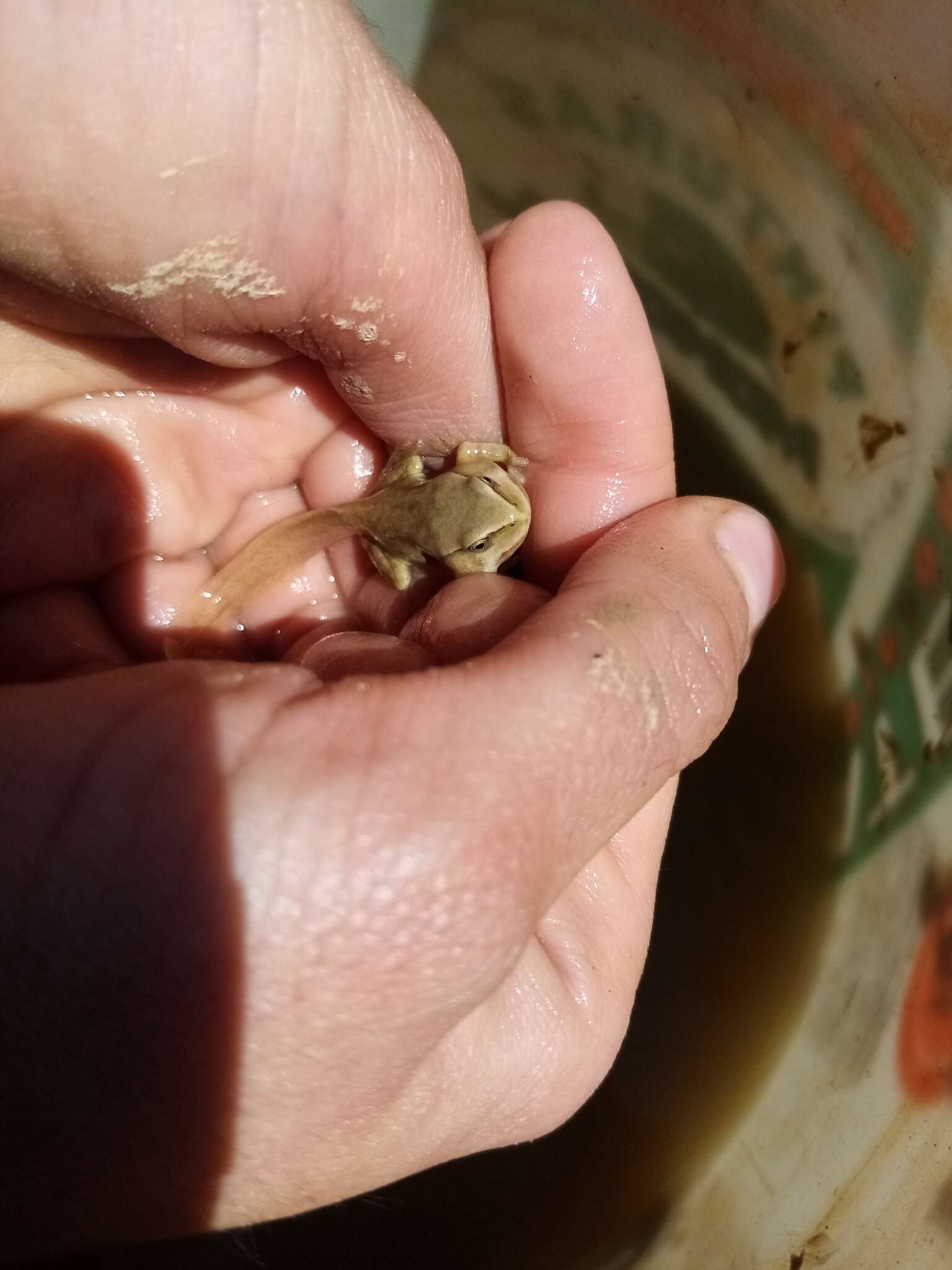 صورة Gastrotheca marsupiata (Duméril & Bibron 1841)