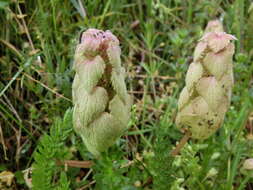 Image of purple archangel