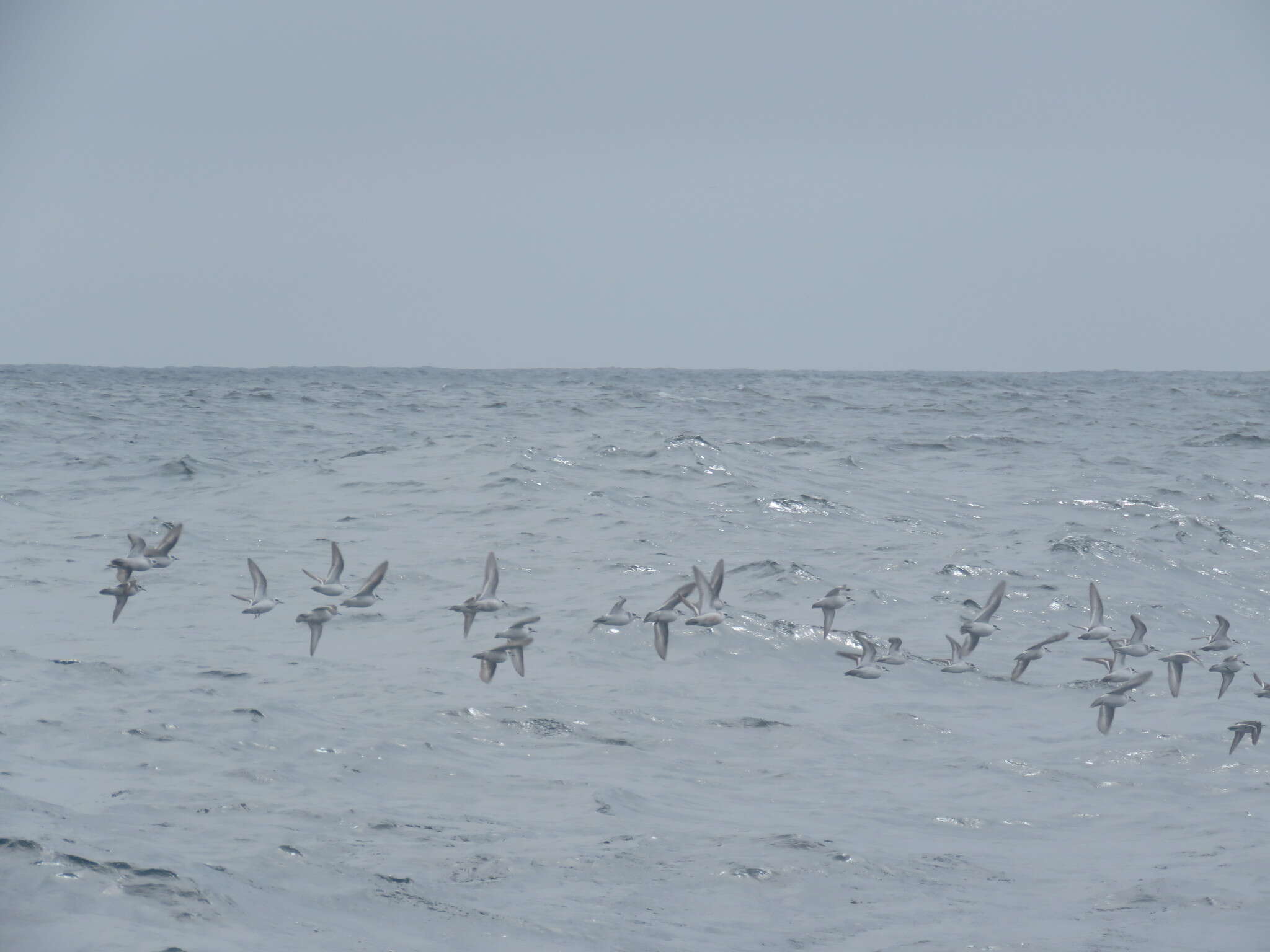 Image of Red-necked Phalarope