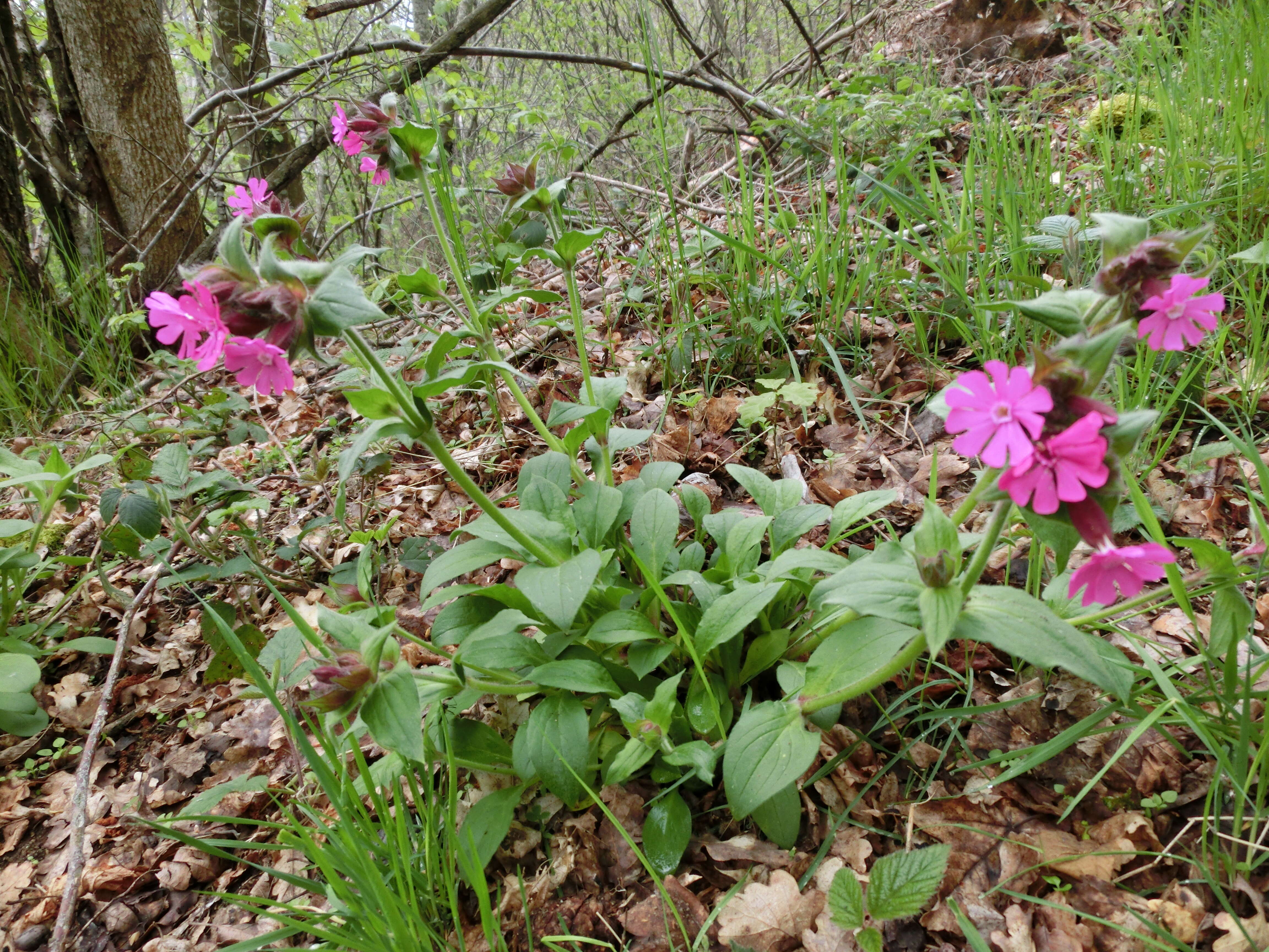 صورة Silene dioica (L.) Clairv.