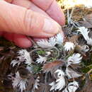 Image of Hooker's cinquefoil