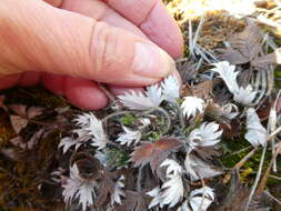 Image of Hooker's cinquefoil