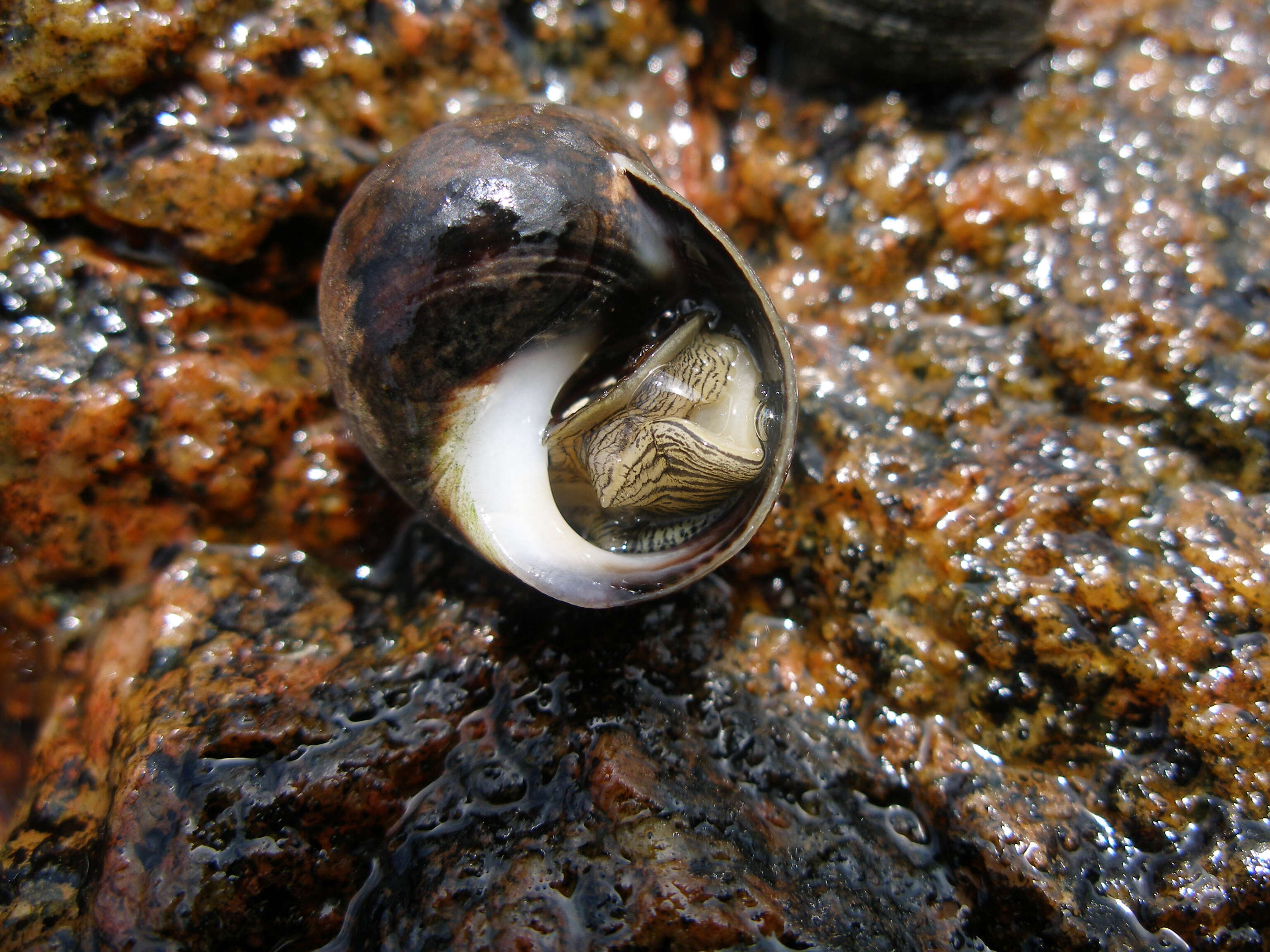 Image of Edible periwinkle