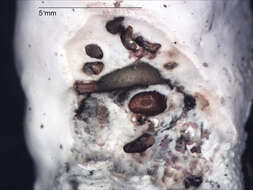 Imagem de Septobasidium simmondsii Couch ex L. D. Gómez & Henk 2004