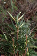 Слика од Cyathodes glauca Labill.