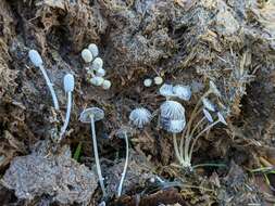 Слика од Coprinopsis ephemeroides (DC.) G. Moreno 2010