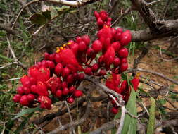 Image of Hottentot's Bean