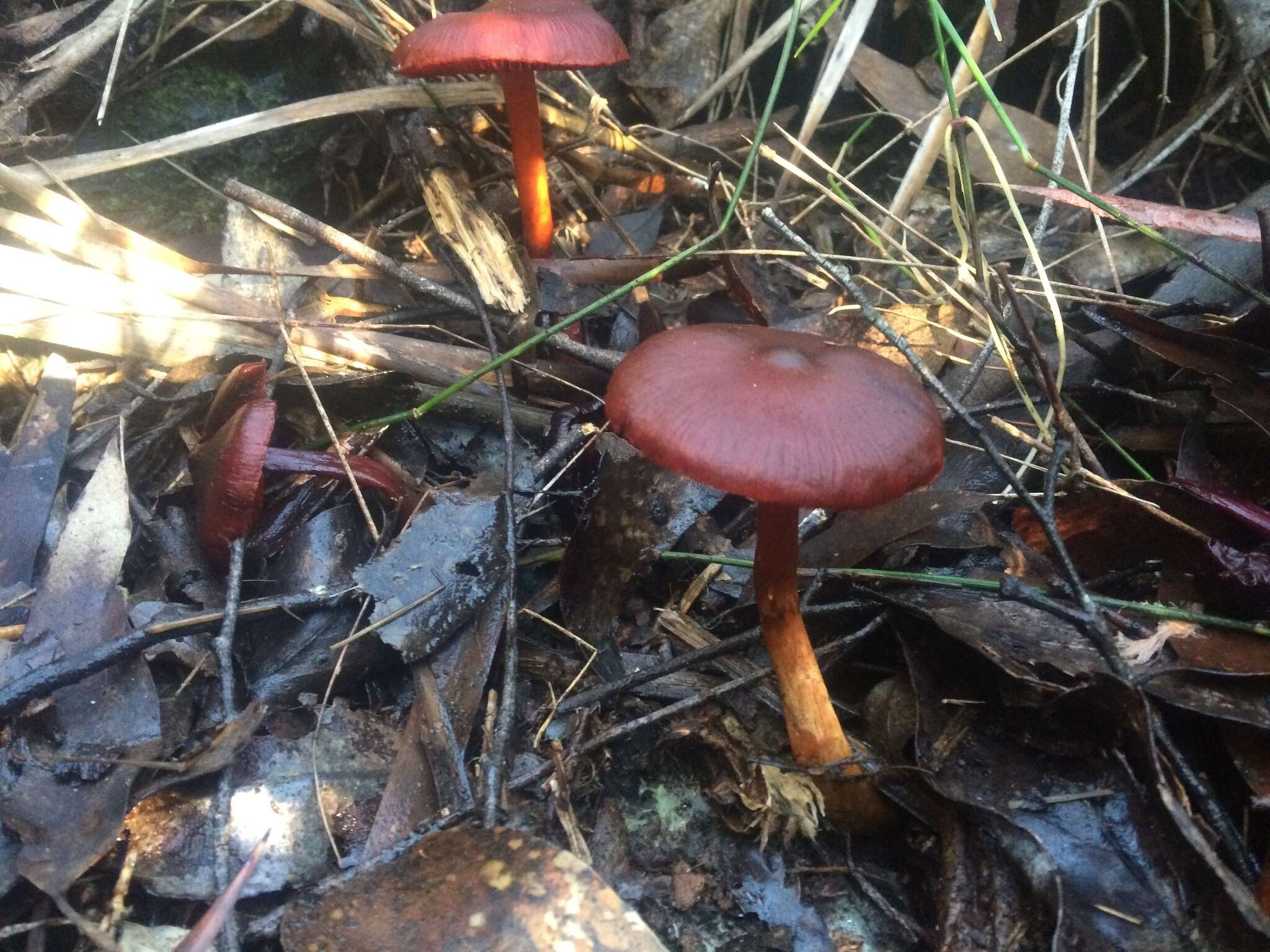 Image of Dermocybe splendida E. Horak 1983