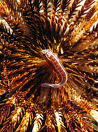 Image of Discotrema lineatus