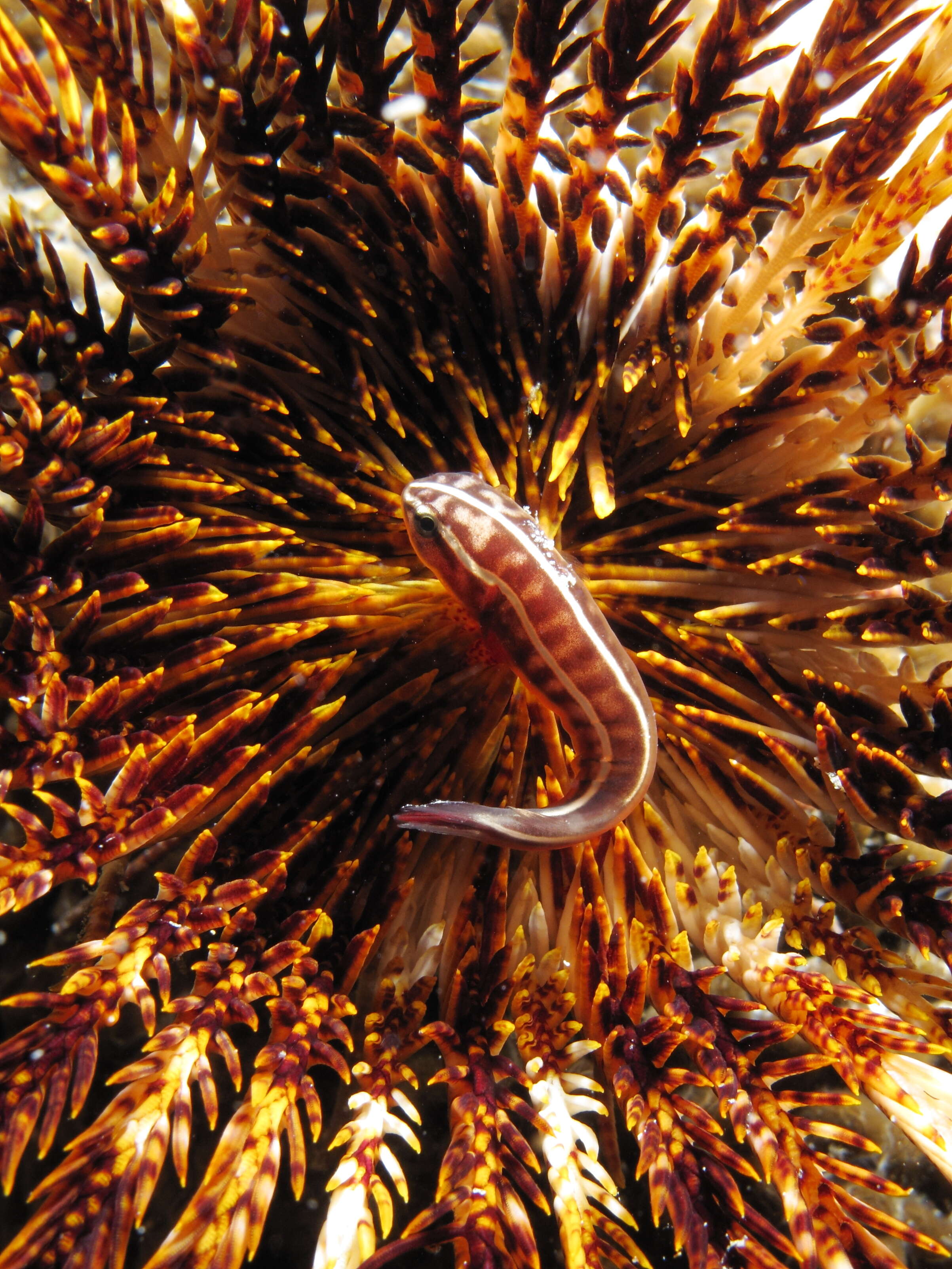 Image of Discotrema lineatus