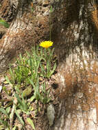 Image of Potato dandelion