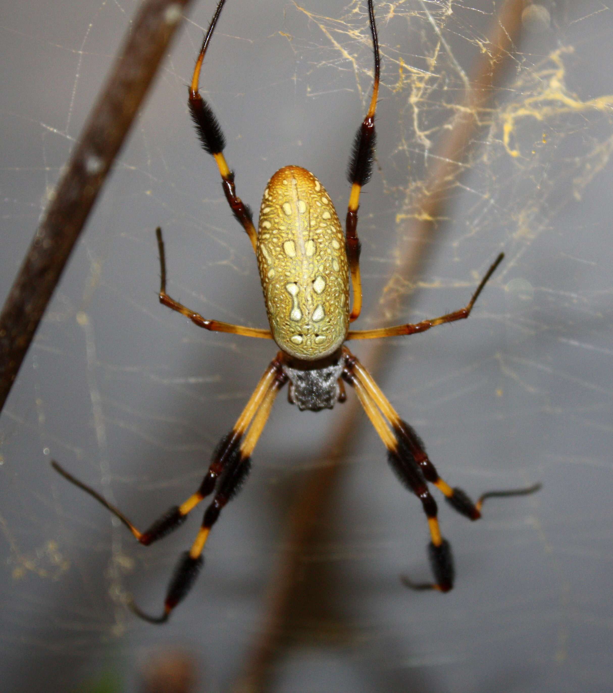 صورة Trichonephila