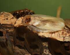 Image of Caribbean Giant Cockroach