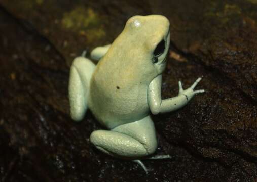 Image of Golden Poison Frog