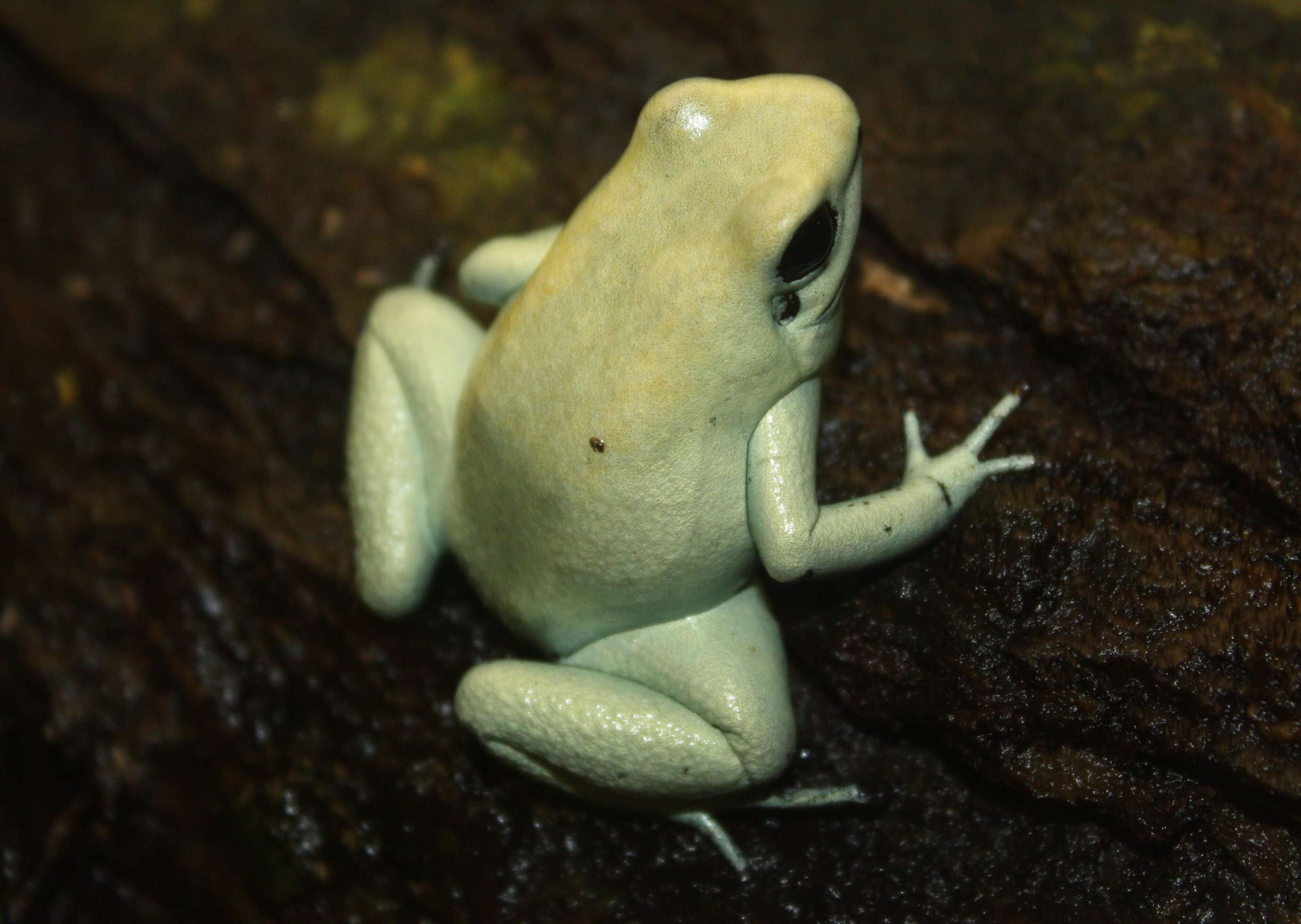 Plancia ëd Phyllobates terribilis Myers, Daly & Malkin 1978