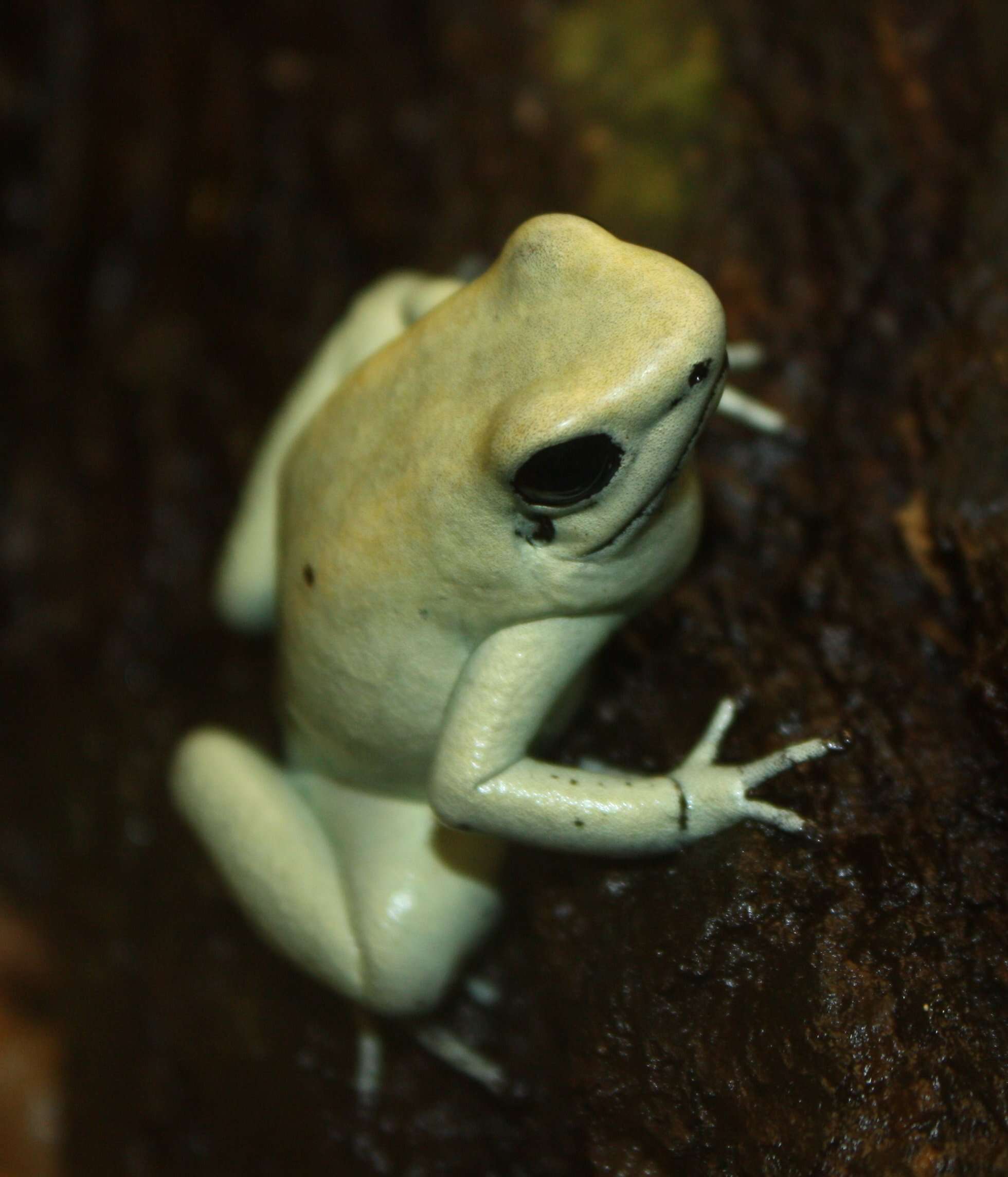 Image of Golden Poison Frog