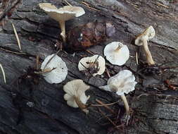 Image of Clitocybe phyllophila (Pers.) P. Kumm.