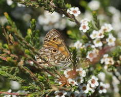 Image of Oreixenica orichora Meyrick 1885