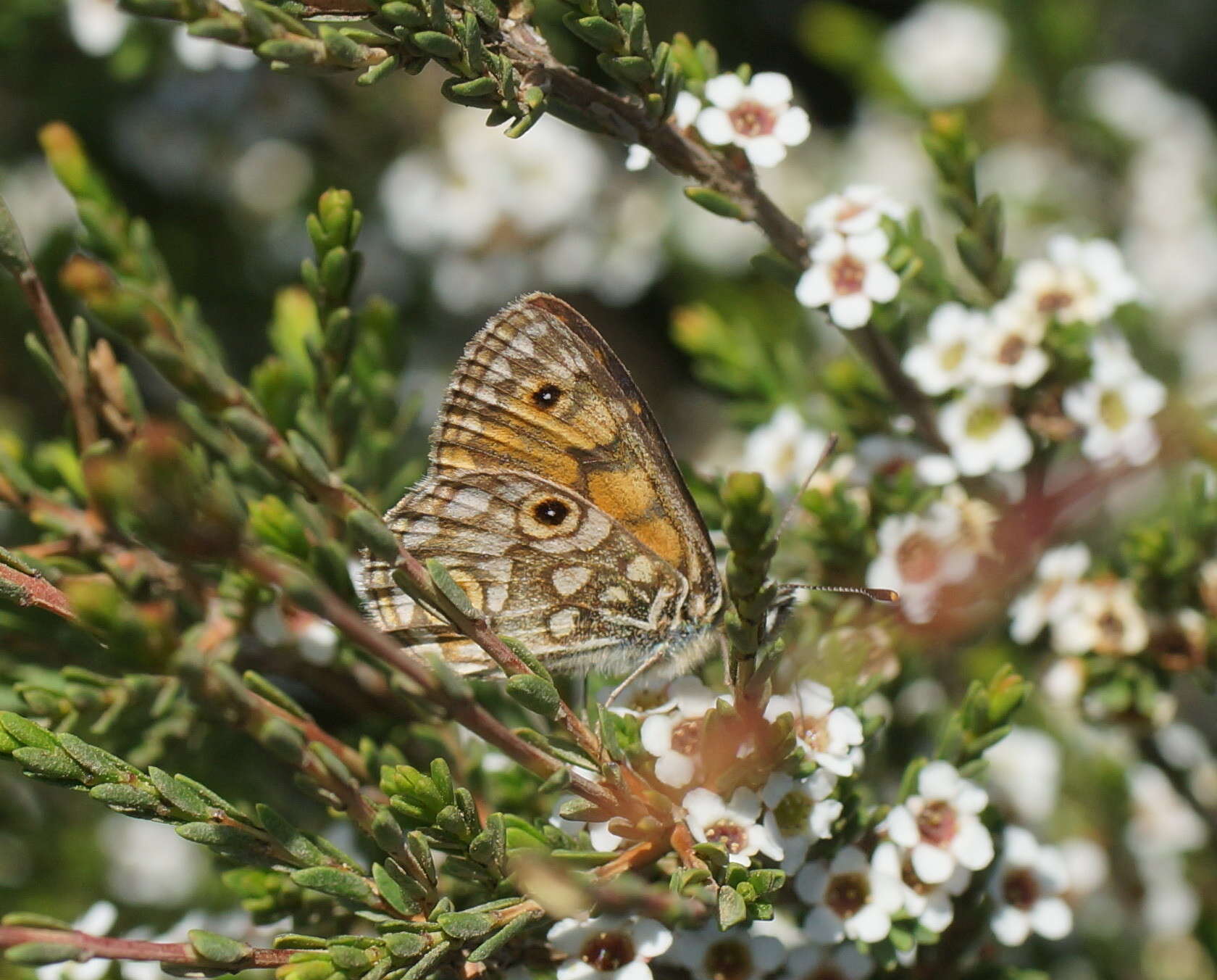 Imagem de Oreixenica orichora Meyrick 1885