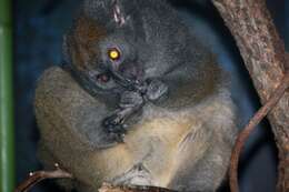 Image of Bamboo Lemur