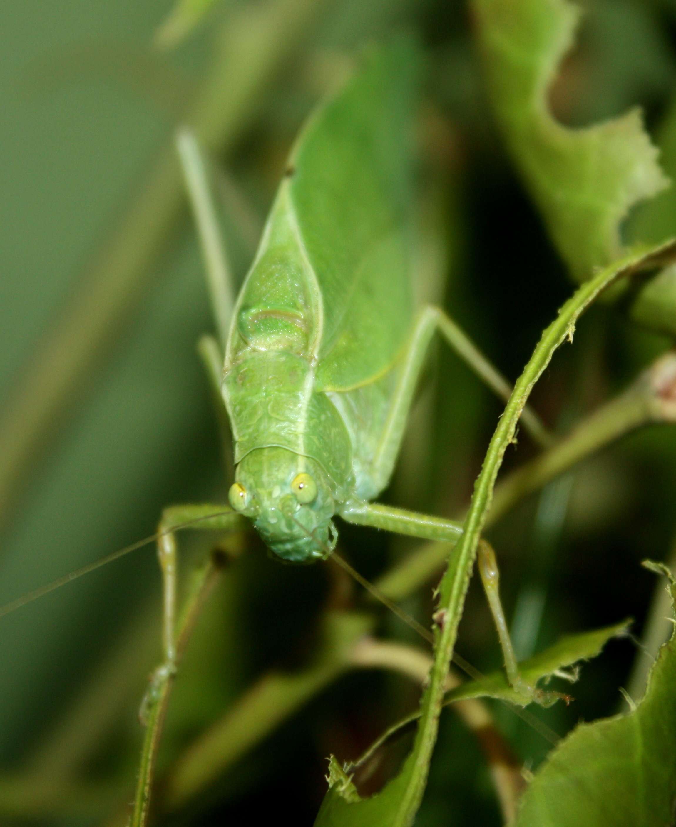 Image of Angle-wing Katydids