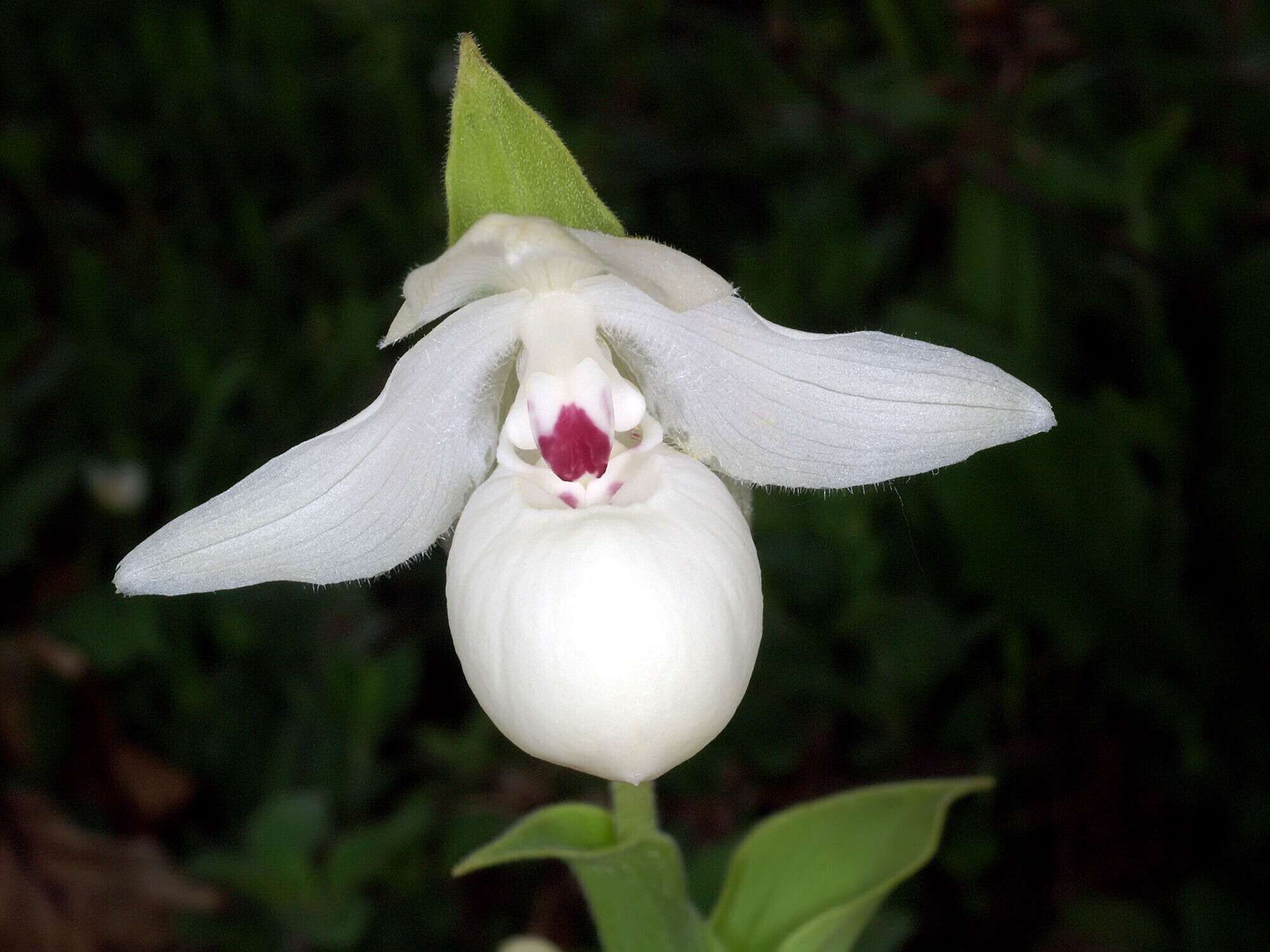 Image of Yellow Cypripedium