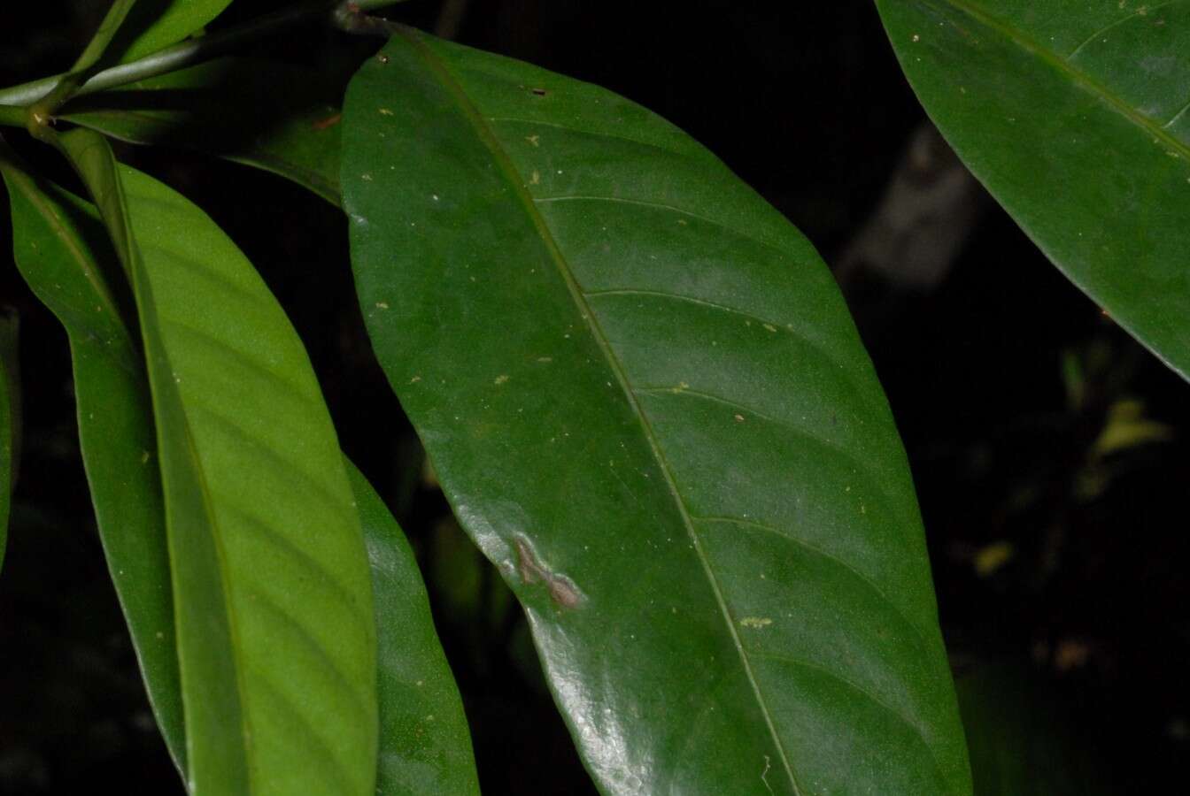 Image of Psychotria lavanchiei Bremek.