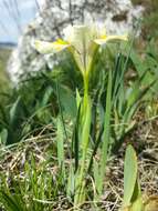 Plancia ëd Iris arenaria Waldst. & Kit.