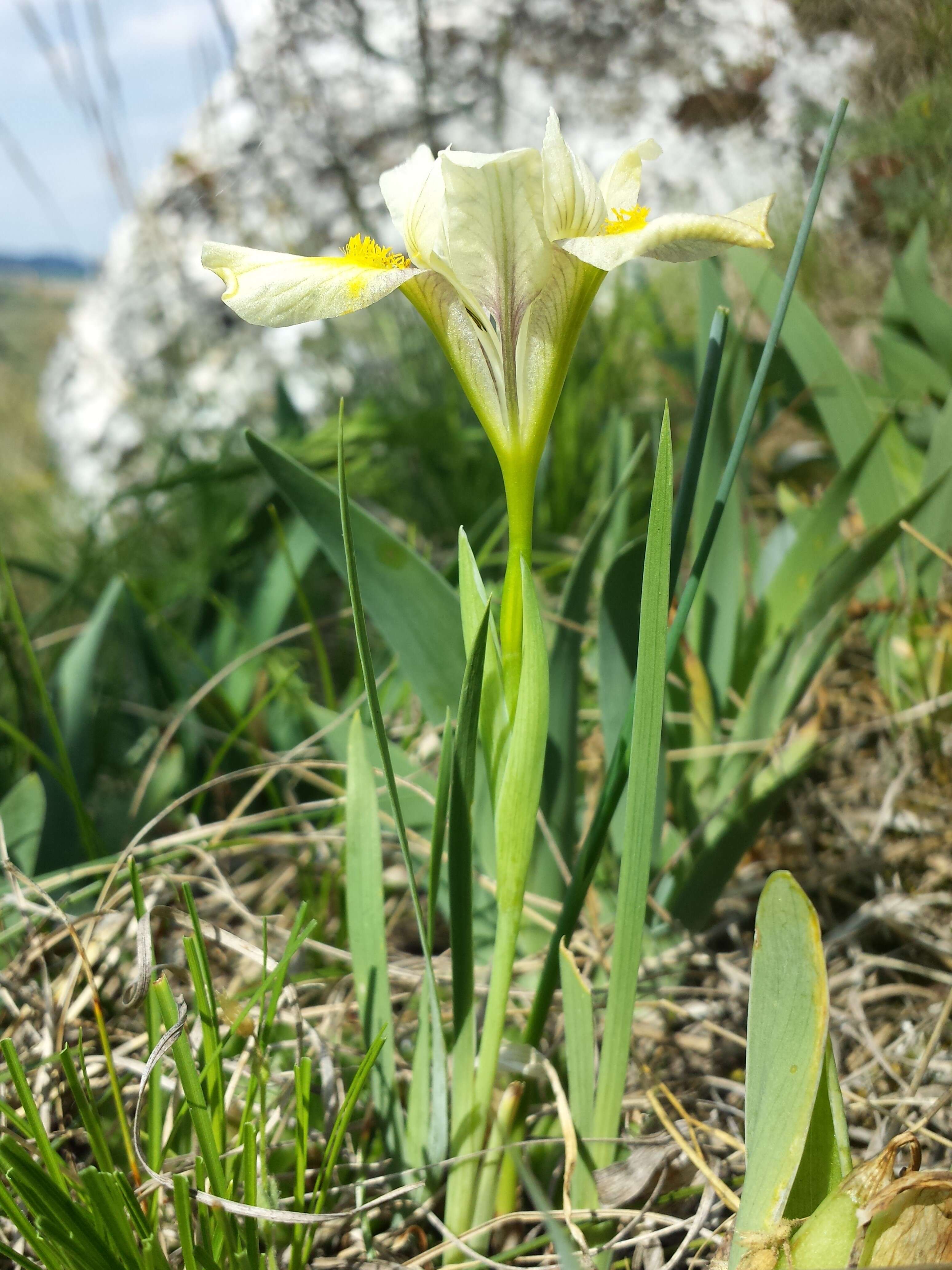 Plancia ëd Iris arenaria Waldst. & Kit.