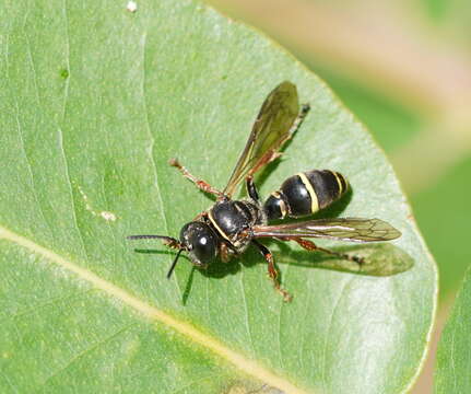 Image of Austrogorytes frenchii (R. Turner 1908)