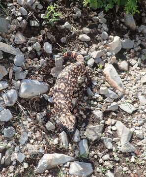 Image of Reticulated gila monster