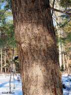 Image of eastern hemlock