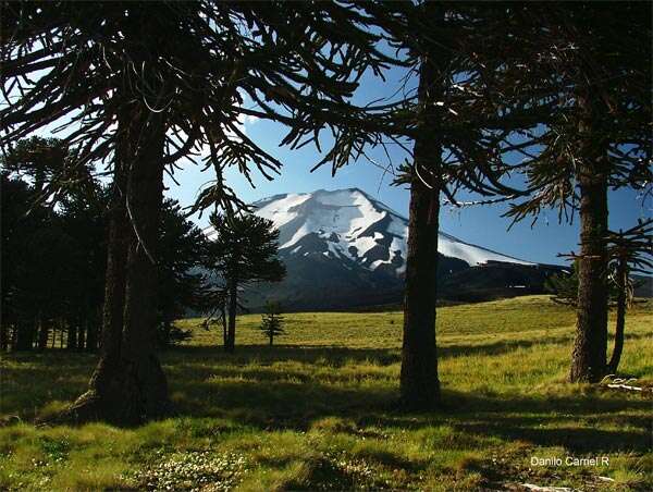 Image of Monkey Puzzle