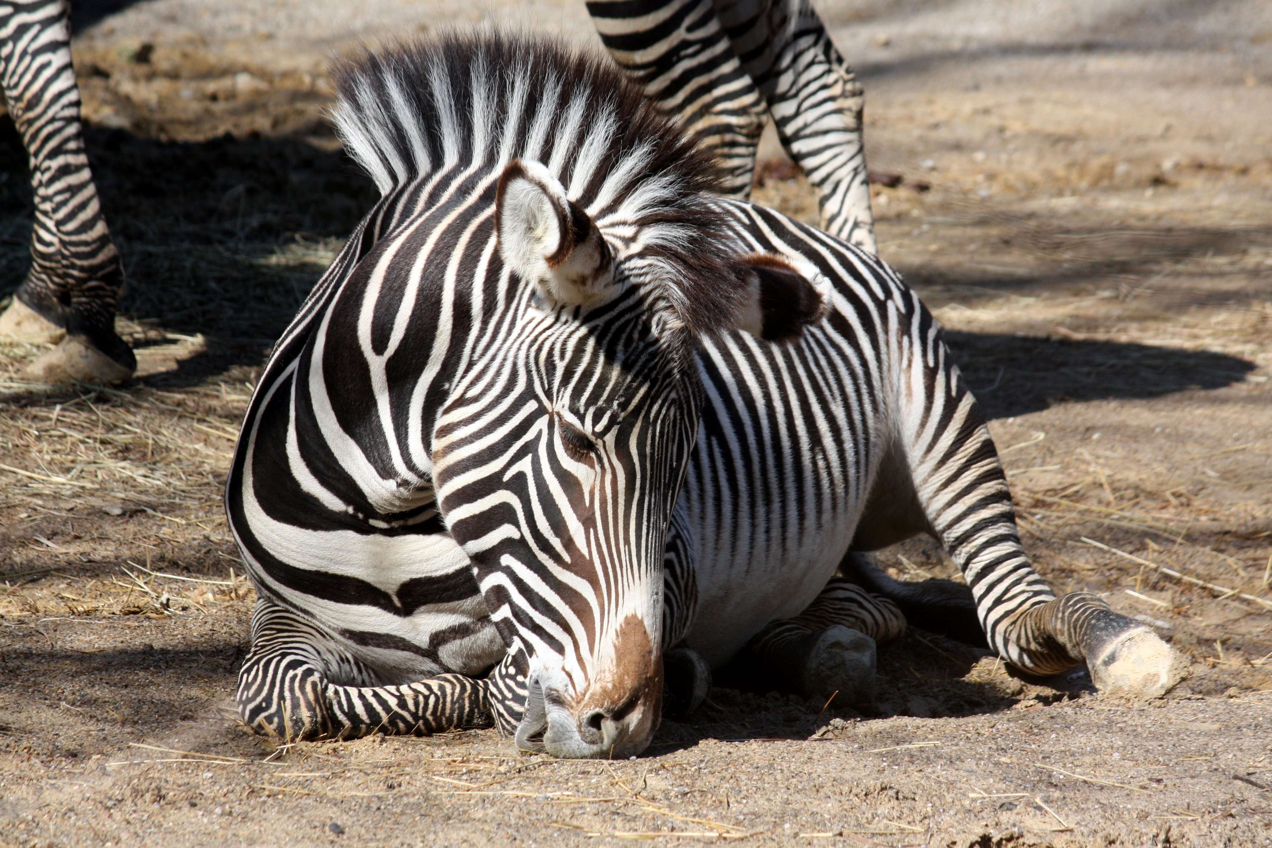 Image of Grevy's Zebra