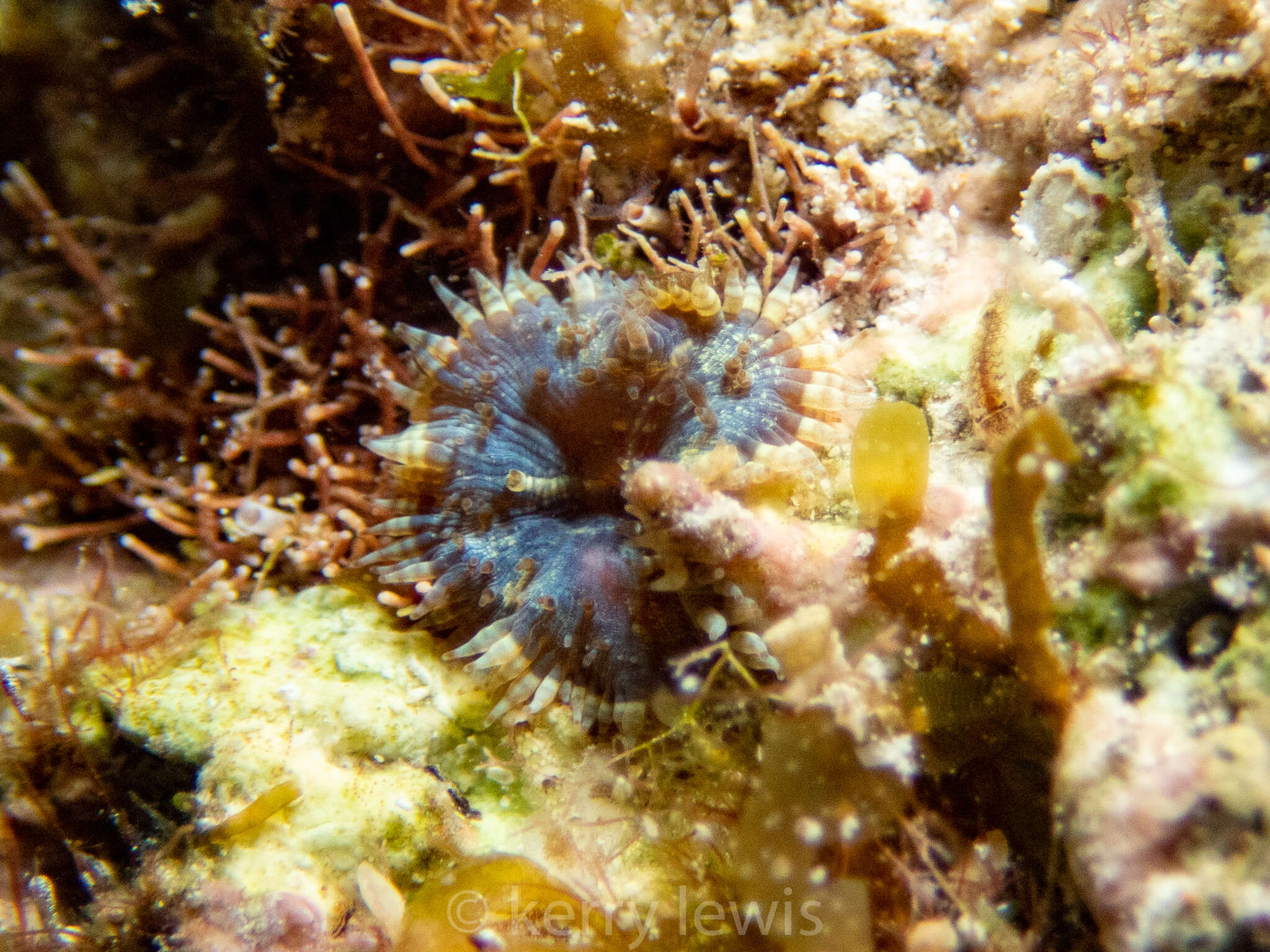 Image of Bellactis caeruleus Ocaña, den Hartog & Brito 2015