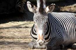 Image of Grevy's Zebra