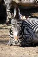 Image of Grevy's Zebra