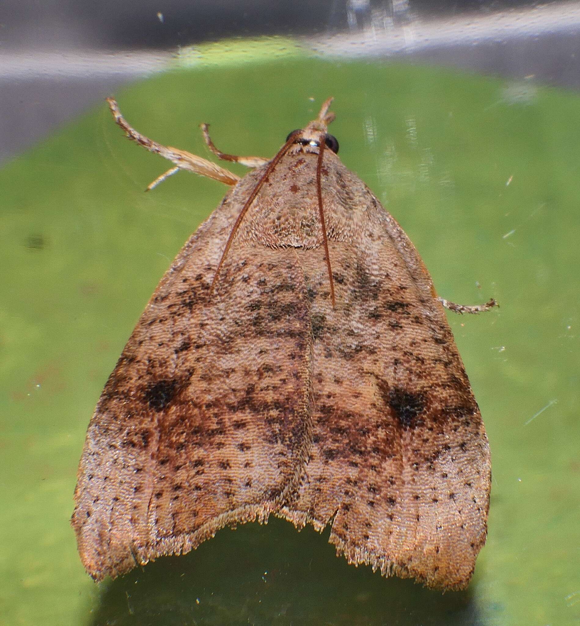 Image of Hyblaea ibidias Turner 1902