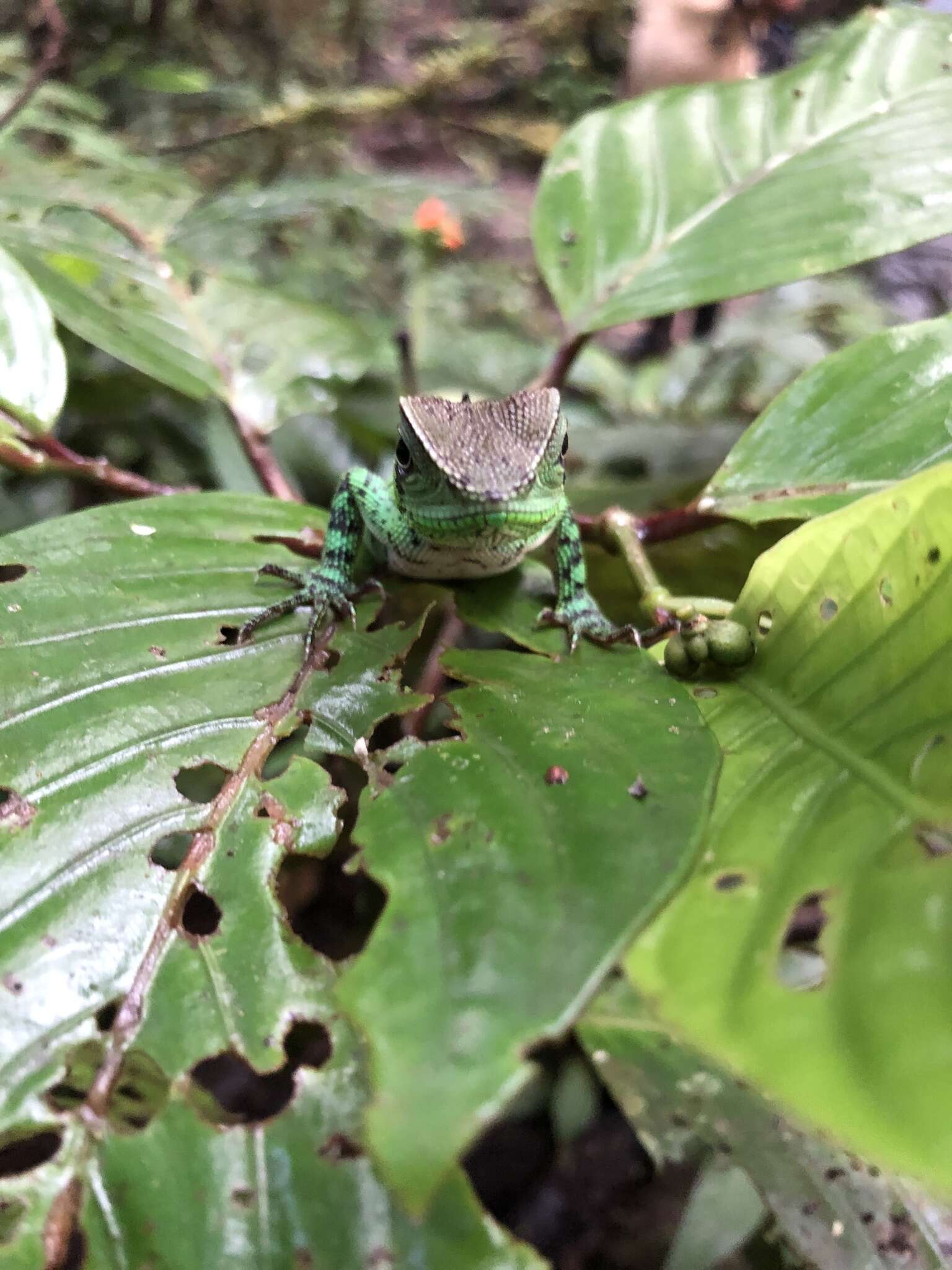 Слика од Enyalioides laticeps (Guichenot 1855)