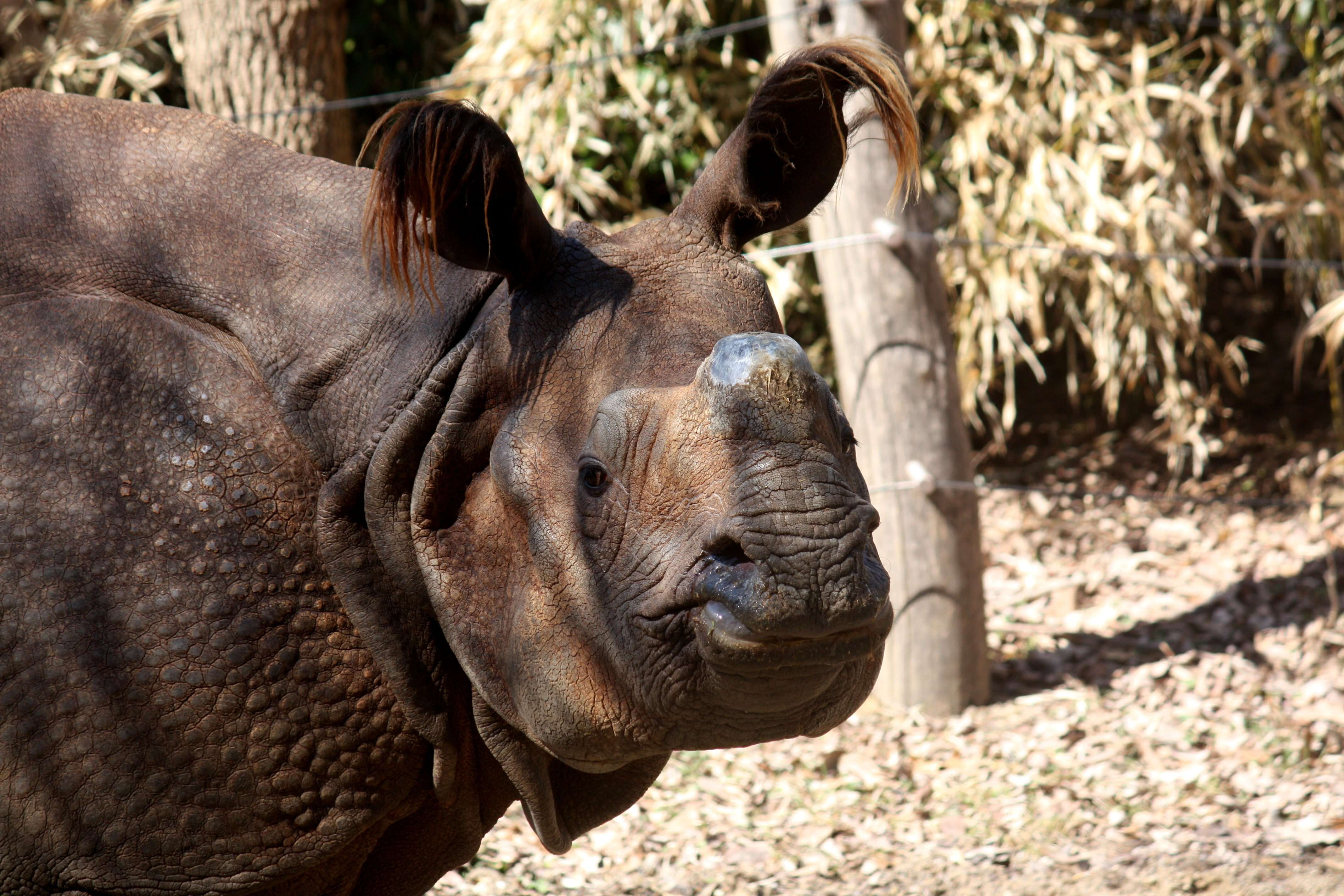 Image of Indian Rhinoceros